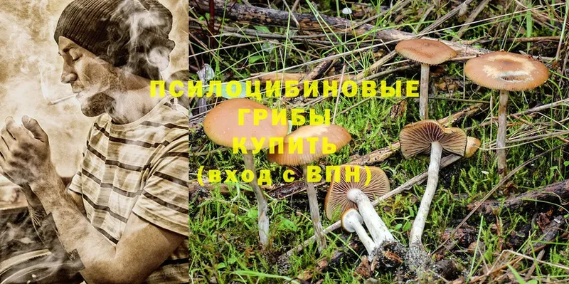 Псилоцибиновые грибы Cubensis  Кувшиново 